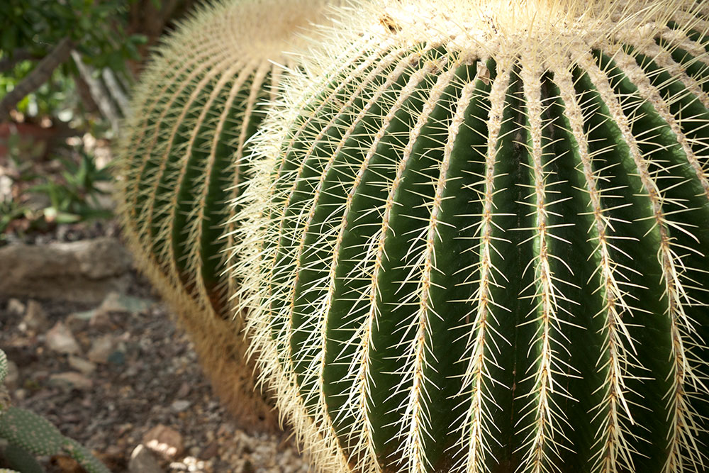 Allan Garden Conservatory 10